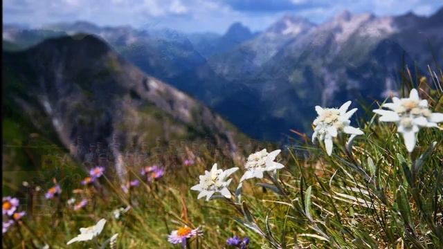 SOLDATENLIEDER ~ Es war ein Edelweiss - Herms Niel ~ DIE ALTEN KAMERADEN & GROSSES BLASORCHESTER... смотреть онлайн