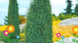 Можжевельник обыкновенный Hibernica. Краткий обзор, описание характеристик, где купить саженцы