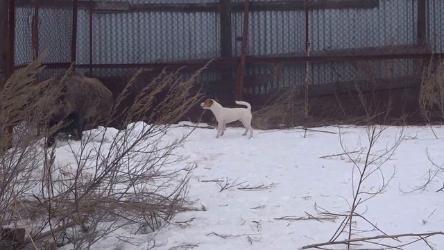 Джек Рассел Терьер Винерс Брандт Лорд 10 мес. первая притравка смотреть онлайн