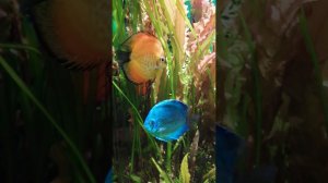 Экзотические рыбы. Красивые рыбки.Красивые рыбки видео. Коралы. Дискусы