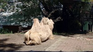 Забавные животные в новосибирском зоопарке им. Шило