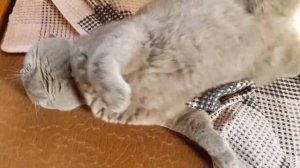 Цигун массаж оценят все!