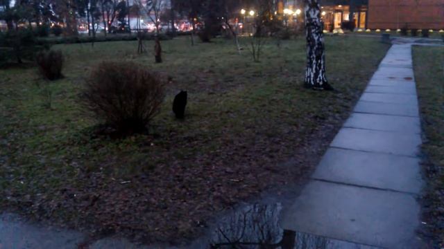 Дежурство с 7.42. Первой была Мис МакДи. Красивая черная кошка(1) смотреть онлайн