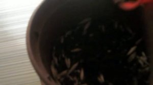 как правильно выращивать овес для попугая
