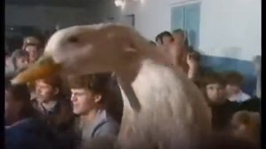 Андрей Разин  - Гадкий утенок