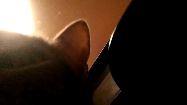 Кот спит на пианино .Сольфеджио успокаивает( и кота) смотреть онлайн