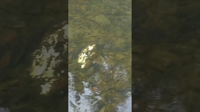 1225 К какой Породе относится КАМЕНЬ? #дмитрийяков #рыбалка #тайга #fishing #выживалово #сибирь #лес