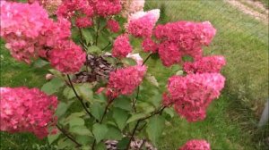 ГОРТЕНЗИИ В САДУ В КОНЦЕ СЕНТЯБРЯ - НАЧАЛЕ ОКТЯБРЯ