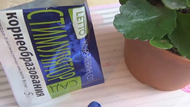 КАК УКОРЕНИТЬ КАЛАНХОЕ ----МИКС смотреть онлайн