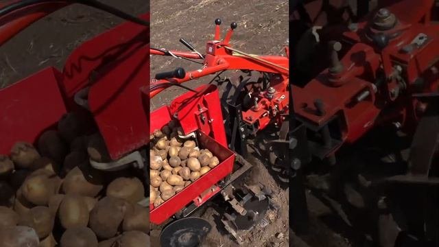 Посадка картофеля 2023. 1 мая!