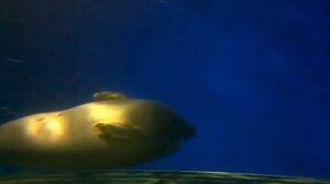 Нерпа Байкальская