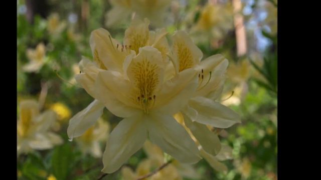 Rhododendron virágzása a Jeli Arborétumban (vetítés) смотреть онлайн