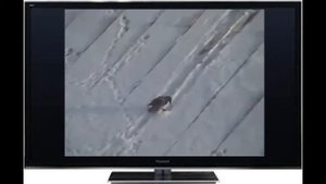 Ворона с горки катается!!! (ОЗВУЧКА!) Суперприкол!