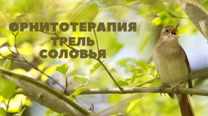 Трель соловья - орнитотерапия (лечние пением птиц)