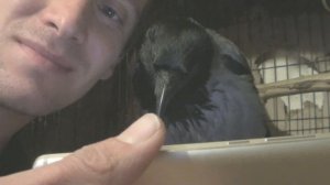 Новое развлечение вороны Капли