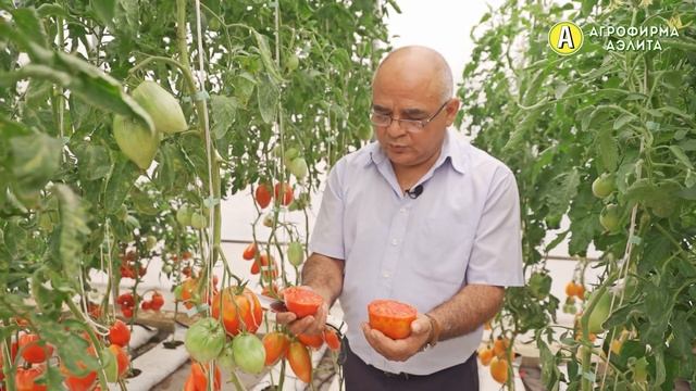 Сорт Томата Башенки – ЛУЧШИЕ для соленья