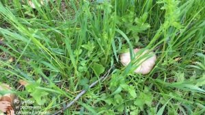 ЭНТОЛОМА САДОВАЯ: где растет, как отличить и как готовить. Entoloma clypeatum 2020