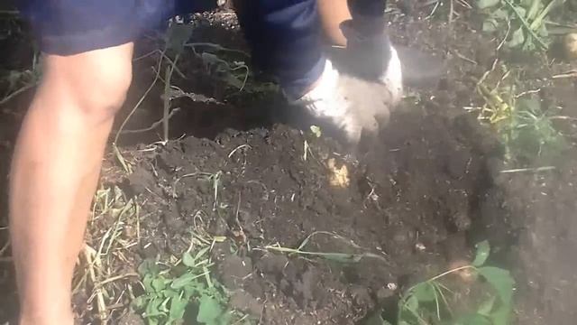 Самый лучший и обильный урожай картошки в МИРЕ 1 смотреть онлайн