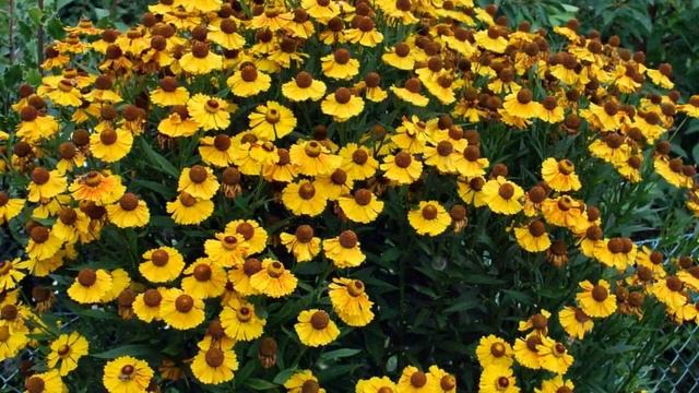 Гелениум – Выращивание и уход смотреть онлайн