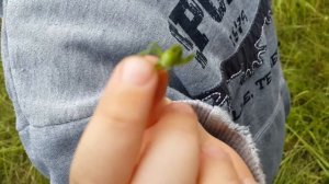 Кузнечик. Ай, кусает.