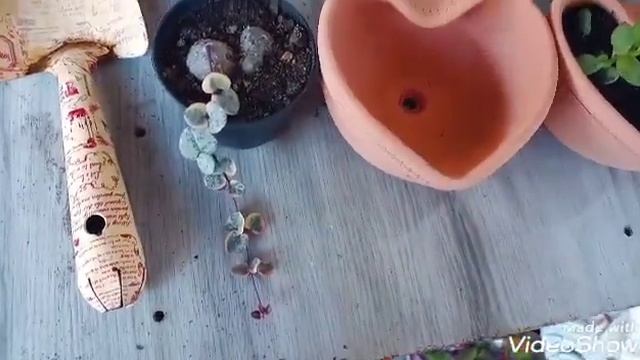 suculentasreplantecotyledon pendens