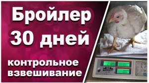 Цыплята из столового яйца - 30 дней. На "СЛАВНОМ КОРМЕ" от Премикс и пробиотиках от БИОТЕХАГРО