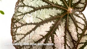 БЕГОНИЯ U400 [Краткий Видео Обзор]