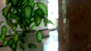 18).ОАЭ. Шарджа. Отель Holiday International 4* . Ноябрь, 2017г.