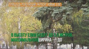 Площадь Революции украсят новые ели