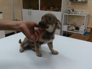 мы взяли собаку из приюта I первая неделя дома.mp4