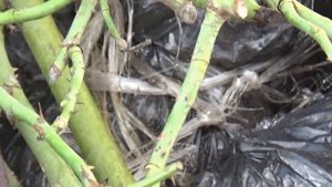 Как в прикопе зимовали розы,хризантемы.