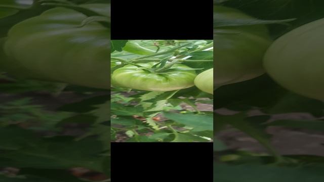 удобные крючки! лайфхак для огородников!