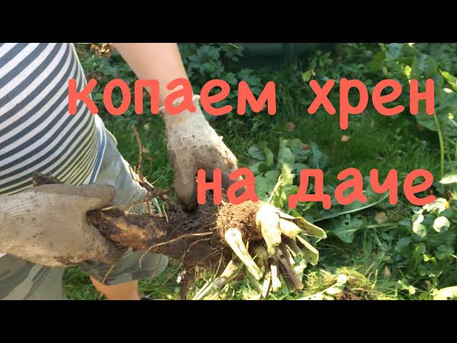 Когда можно копать хрен. Как выкопать хрен. Хрен на огороде. Хрен растение в огороде. Хрен в промышленных масштабах.