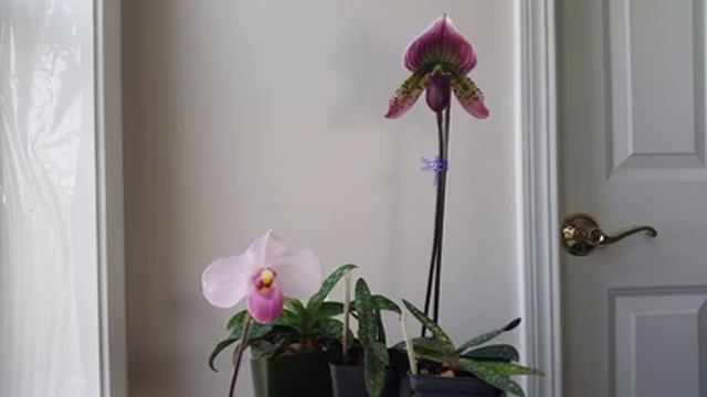 Meet My Orchids: Mottled-Leaf Paphiopedilums смотреть онлайн