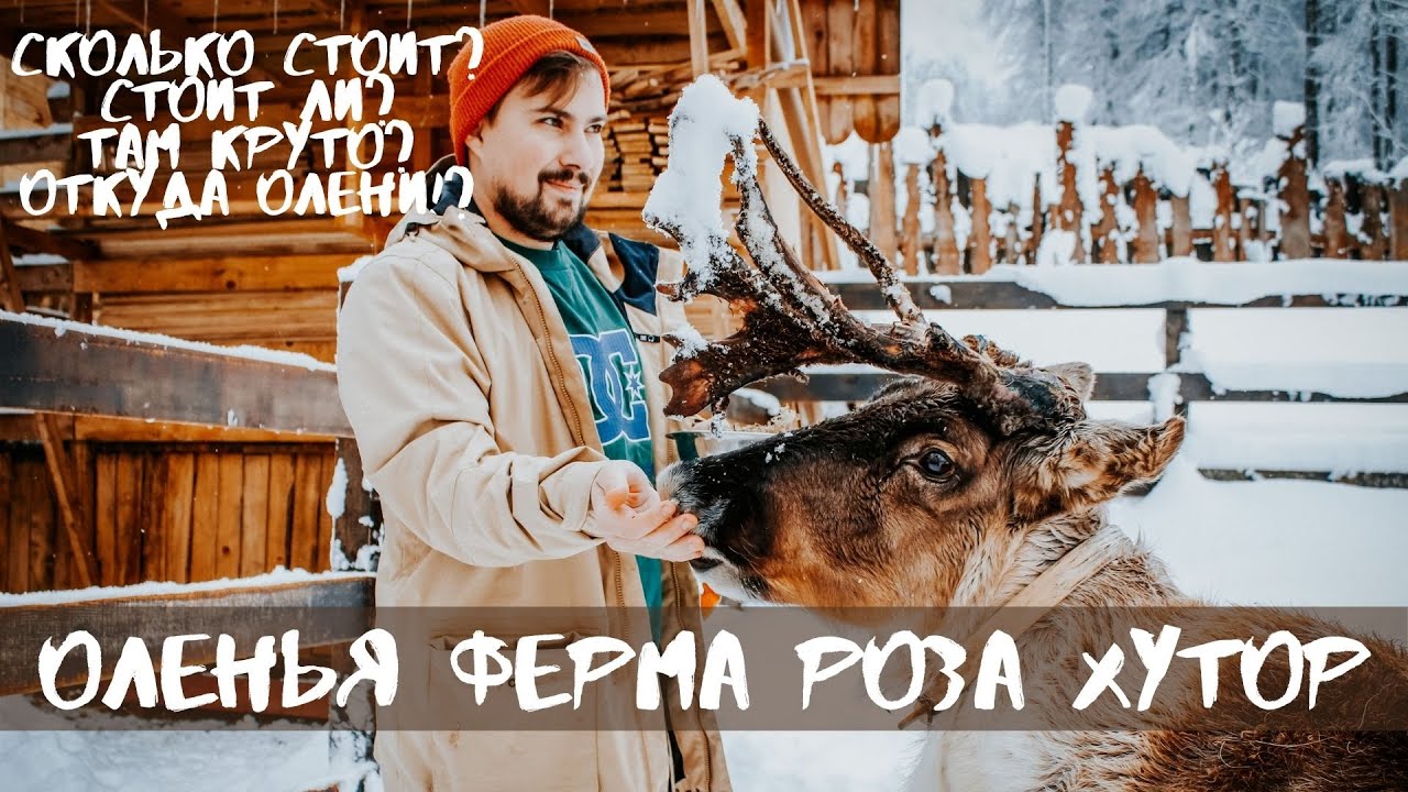 ОЛЕНЬЯ ФЕРМА НА РОЗА ХУТОР, ЦЕНЫ, ОЛЕНИ, ЭМОЦИИ