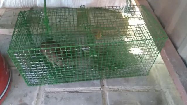 Крысы: маленькая крыска смотреть онлайн