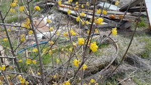 Кавказская серая горная пчела