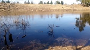 Разлив реки Которосль