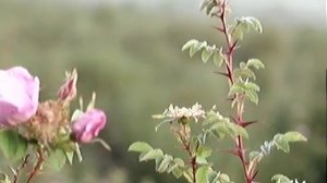 Cow Roses in the Morning Steam - Qualicum beach rural fields June 2012