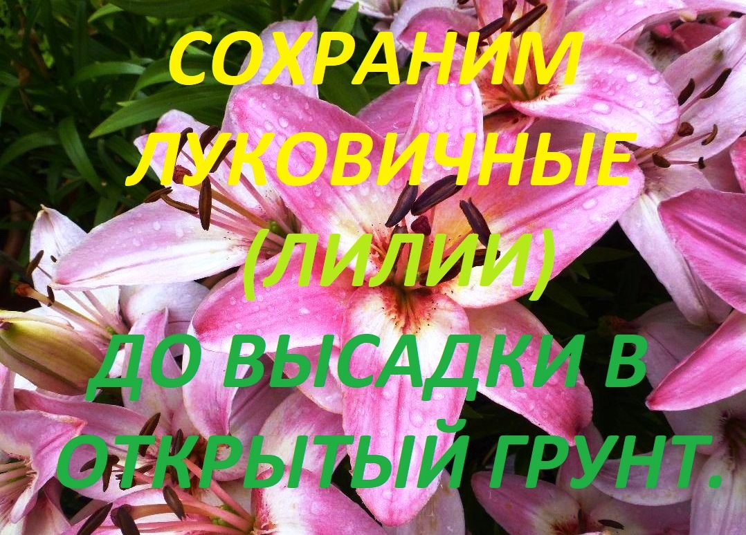 Хранить лилии до весны. Разбор луковиц лилий. Лилия оставляют семена. Как сохранить луковицы лилий до весны. Как сохранить лилии до посадки.