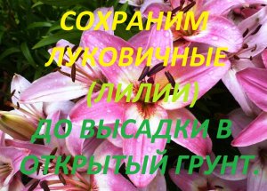 ЛУКОВИЧНЫЕ (ЛИЛИИ )СОХРАНИМ  И ВЫСАДИМ .avi