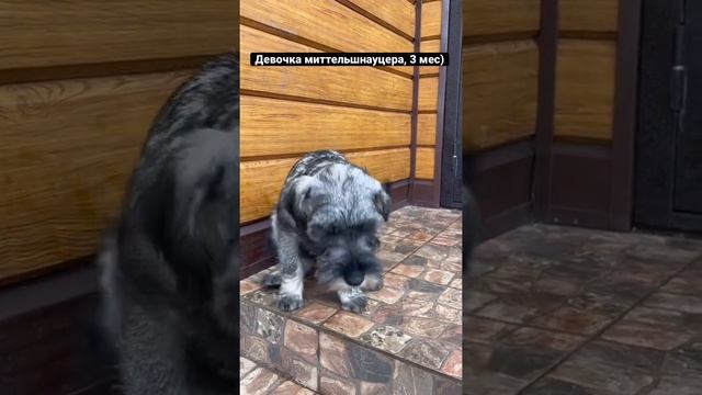 Щенок миттельшнауцер, девочка 3 мес, доступна смотреть онлайн