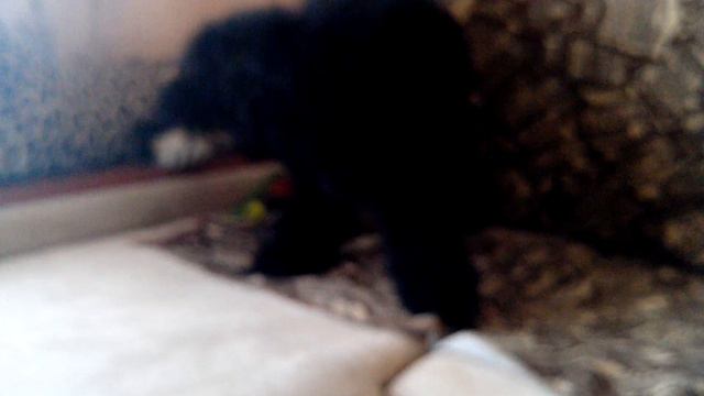 Малый пудель Гуффи 7,5 месяцев и попугай лорикет Корсар играются) смотреть онлайн