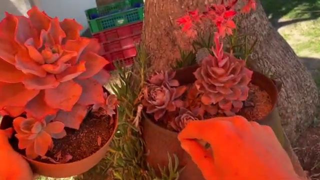 Will My Succulent Die?? | Part 1 | Echeveria Afterglow | Succulents Flowering From The Centre смотреть онлайн