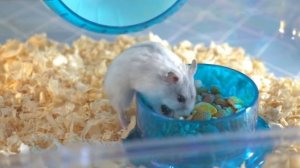 У КУКИ НОВЫЙ ДРУГ!!?