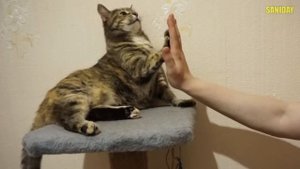 Дуня, дай пять! (SANISHOW)