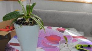 Как вырастить ДЕТКУ ОРХИДЕИ из ЛИСТА, ВСЯ ПРАВДА!