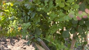 ТЕСТИРУЕМ: НОЖНИЦЫ ДЛЯ ТОПИАРИЯ “TOBISHO” 270, МИКРОФОН! СТРИЖКА БАРБАРИСА! ЗАГОТОВКА ЧАБРЕЦА!