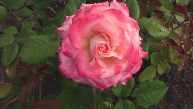 Первое цветение молодых роз.mp4 смотреть онлайн