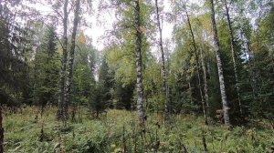 Охота на глухаря 31.08.2024